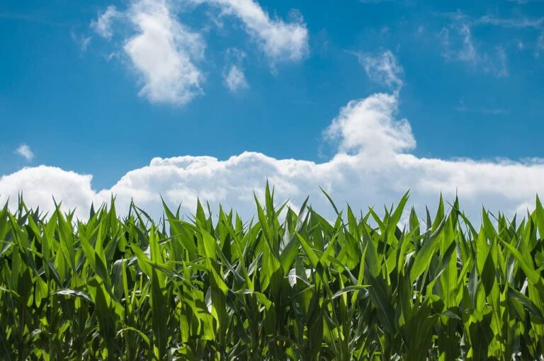 Šta je potrebno za uzgoj organskog kukuruza?