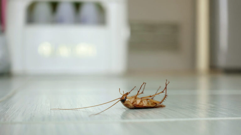 Najčešći insekti u kući i kako ih se rešiti već jednom?!