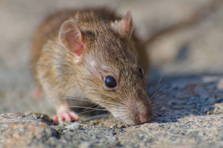 5 saveta za upotrebu otrova za miševe i pacove